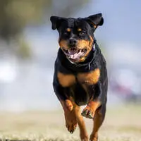 Ein Rottweiler-Rüde fiel seine Besitzerin an (Archivbild)
