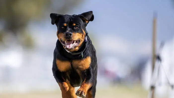 Ein Rottweiler-Rüde fiel seine Besitzerin an (Archivbild)