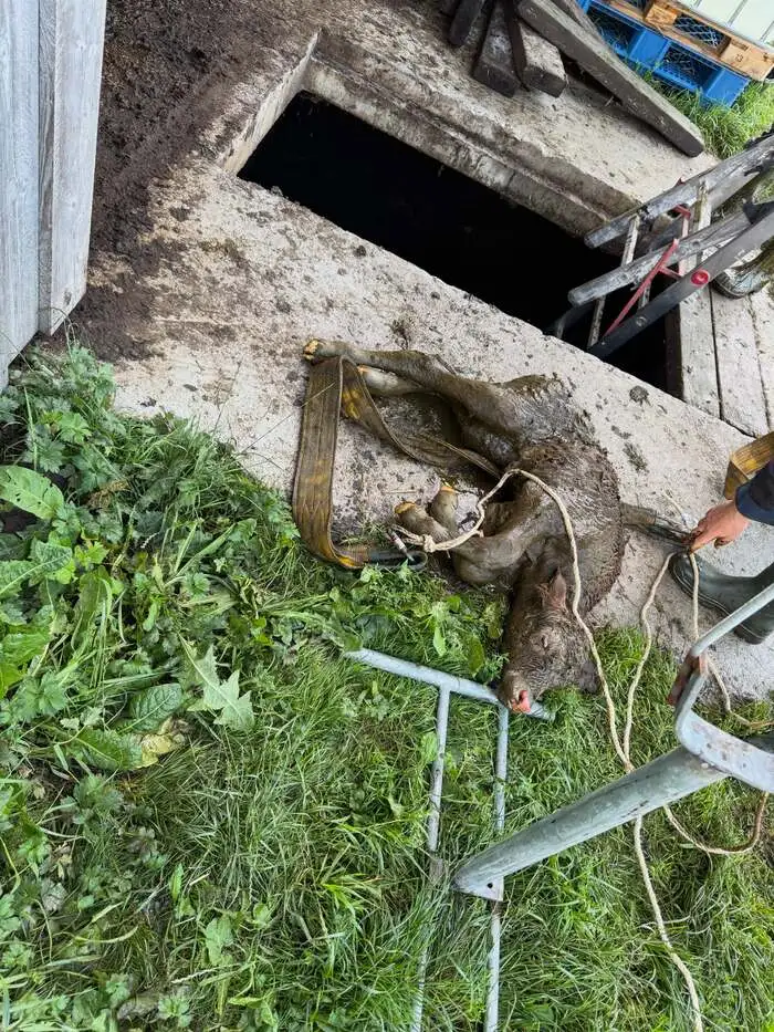 Das neu geborene Kalb nach seiner Rettung aus der Jauche