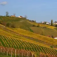 Zusätzliche Rebflächen wird es in der Steiermark vorerst nicht geben