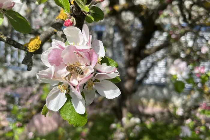 Während unten die Kinder bestäubten, waren oben in der Baumkrone die Bienen und Hummeln zu Gange.