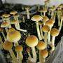 Magic Mushrooms werden immer wieder selbst angebaut oder im Darknet bestellt