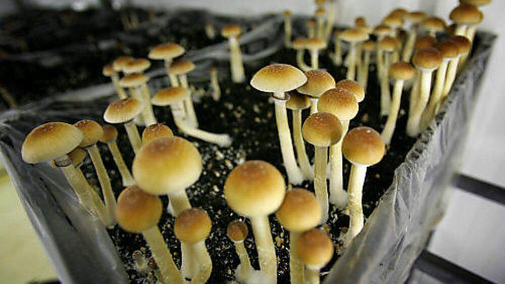 Magic Mushrooms werden immer wieder selbst angebaut oder im Darknet bestellt