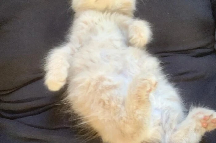 Katerchen Tom hat mittlerweile ein neues Zuhause gefunden.