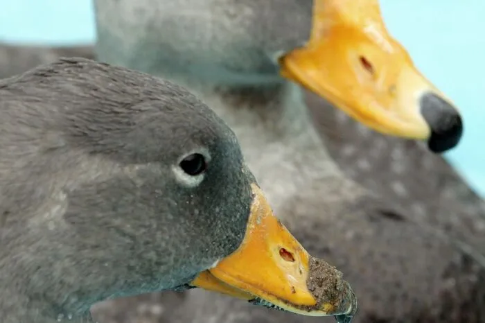 Auch ein "Bauernhof" ist Teil des Zoos. Der Clemenshof ist ein typischer bergischer Bauernhof. Hühner, Schweine, Kühe und Schafe sind als Nutztiere seine Bewohner.