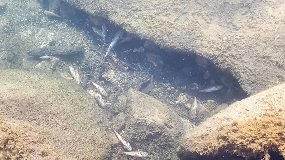 Die toten Fische wurden beim Seezugang in Egg fotografiert