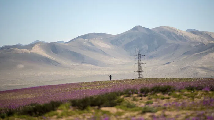 Ein seltenes Naturschauspiel ist derzeit in der Atacama-Wüste in Chile zu beobachten.