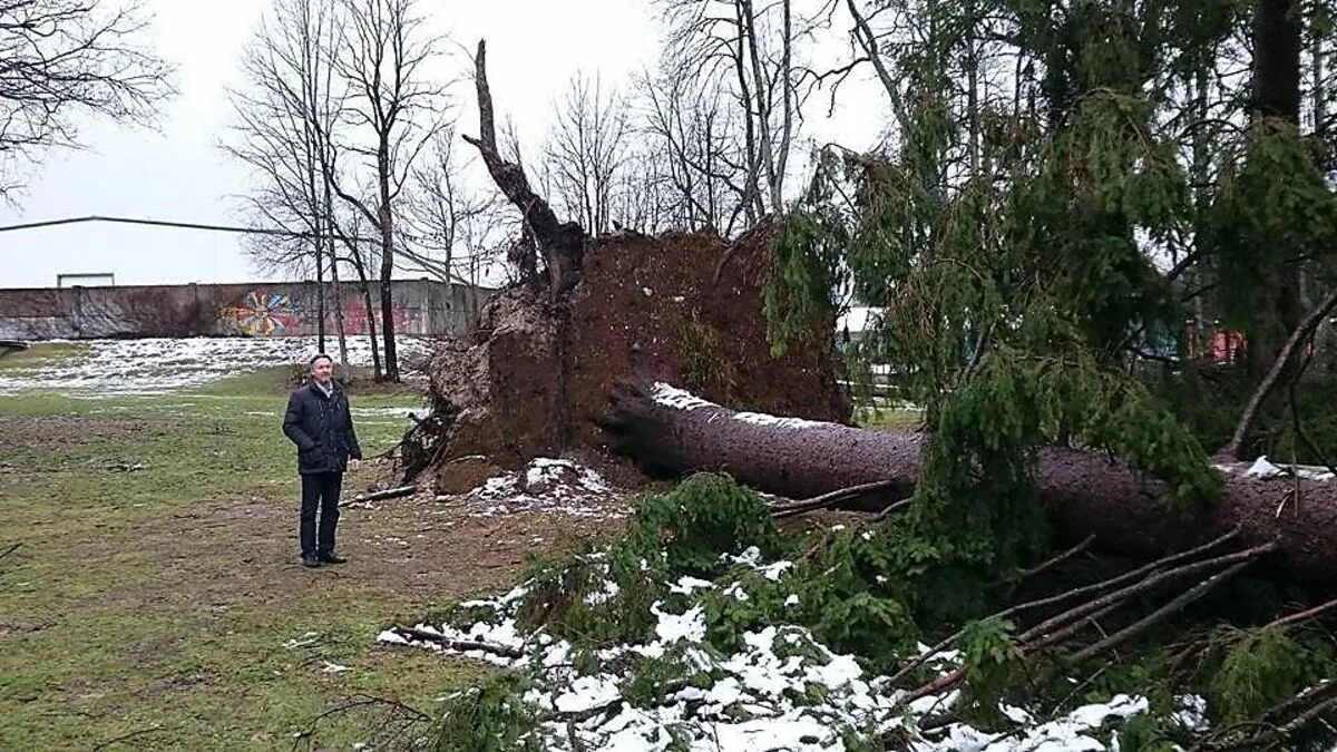 Stadtrat Franz Wutte neben einer 100 Jahre alten Fichte, die im Glock-Park während des Sturms umgestürzt ist