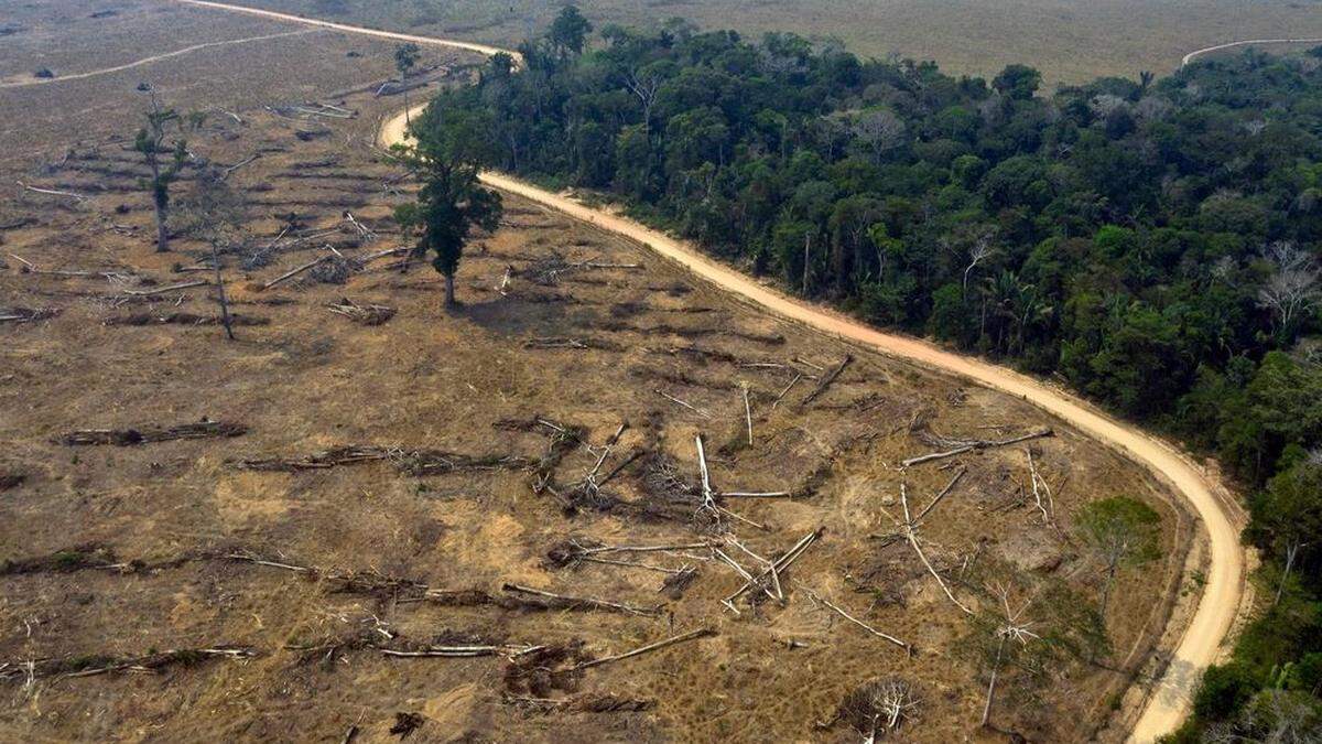 Um den brasilianischen Regenwald ist es nicht gut bestellt (Aufnahme aus dem Jahr 2019)