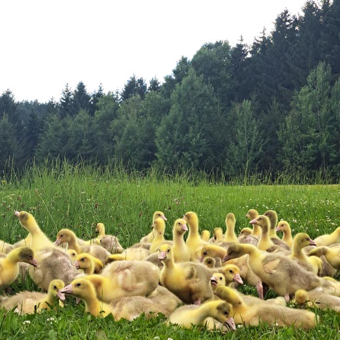 Die jungen Gössel kommen einen Tag nach dem Schlupf auf den Hof