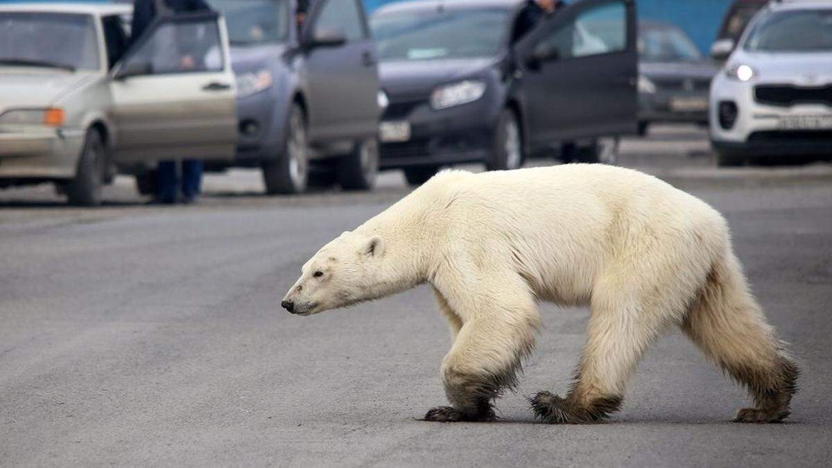 Hungrige Eisbären am Nordpolarmeer ziehen weiter