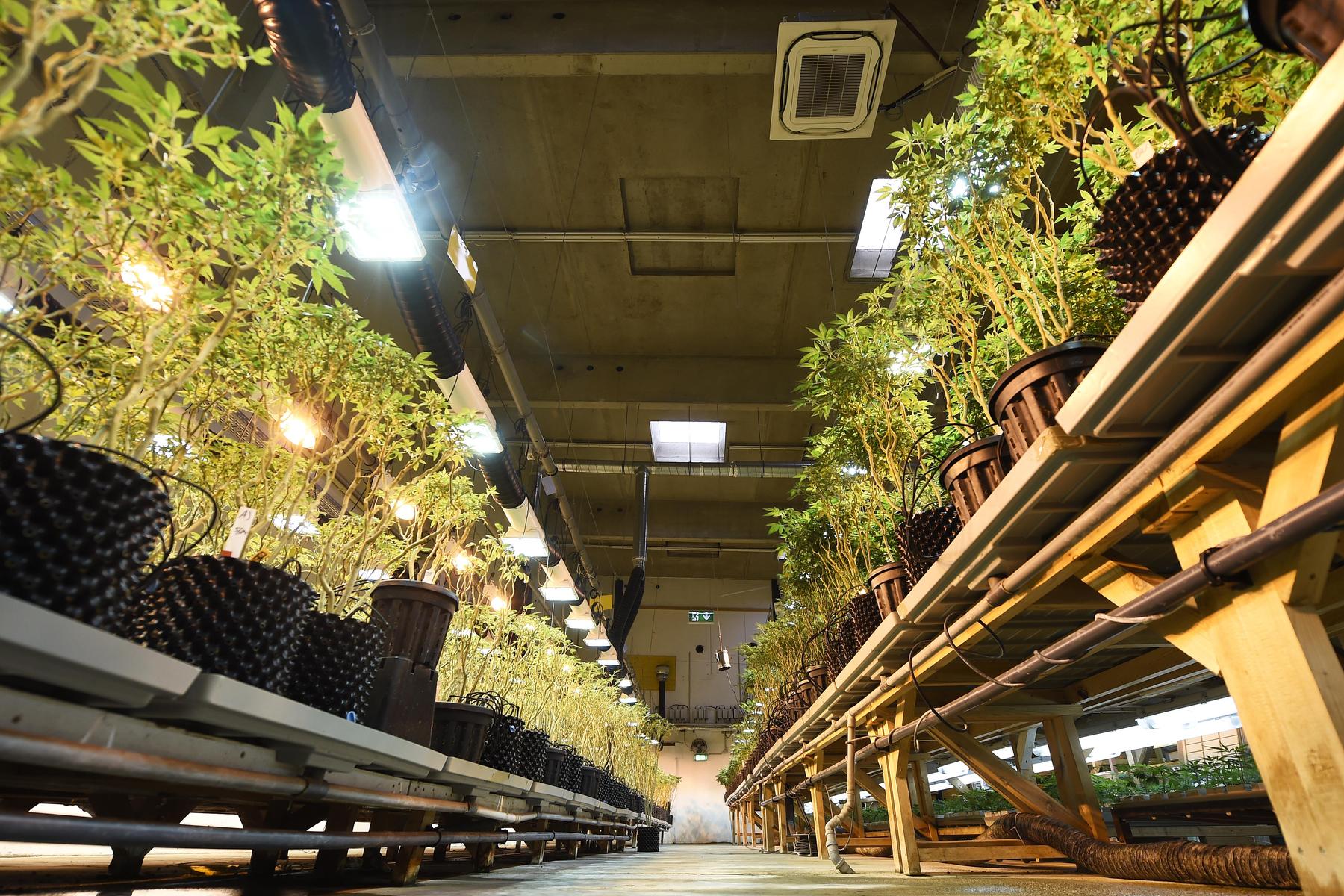 Handel mit Cannabispflanzen trieb Kärntner ins Burnout