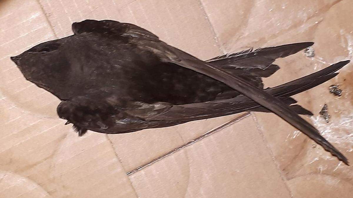 Vogel aus Fassadenverkleidung gerettet