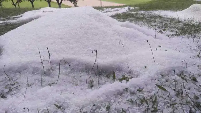 Viele Wiesen und Äcker in der Oststeiermark sehen aus, als hätte es mitten im Sommer geschneit.