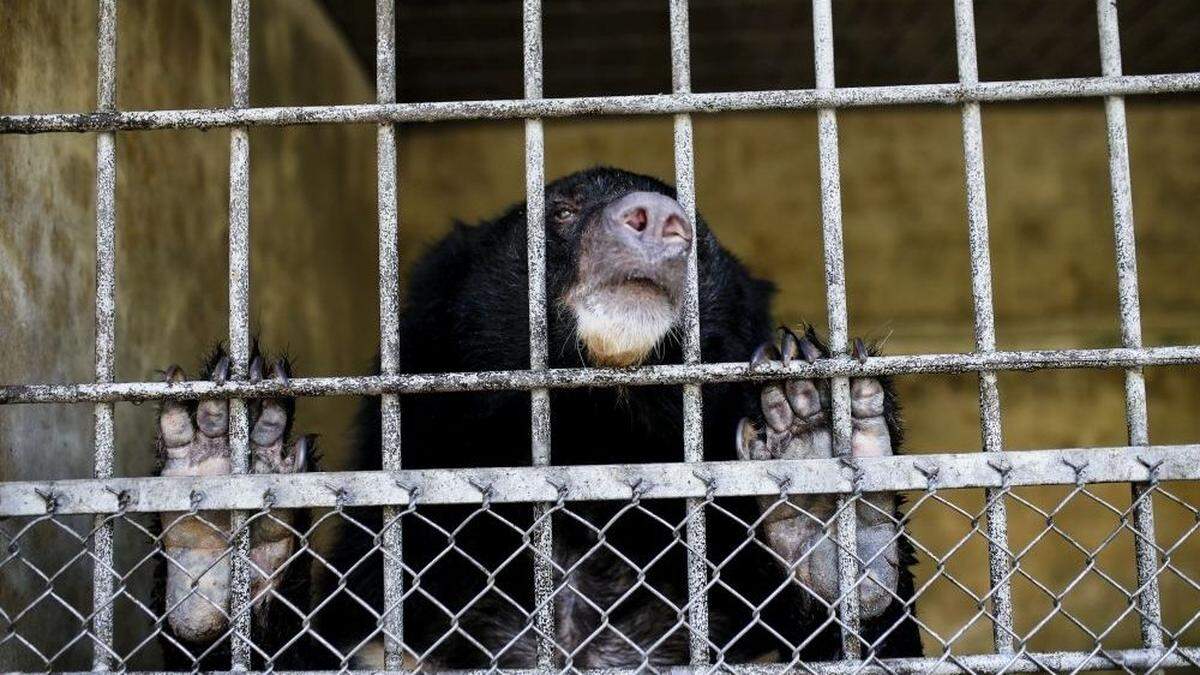 Für vier Bären in Vietnam kam die Rettung zu spät