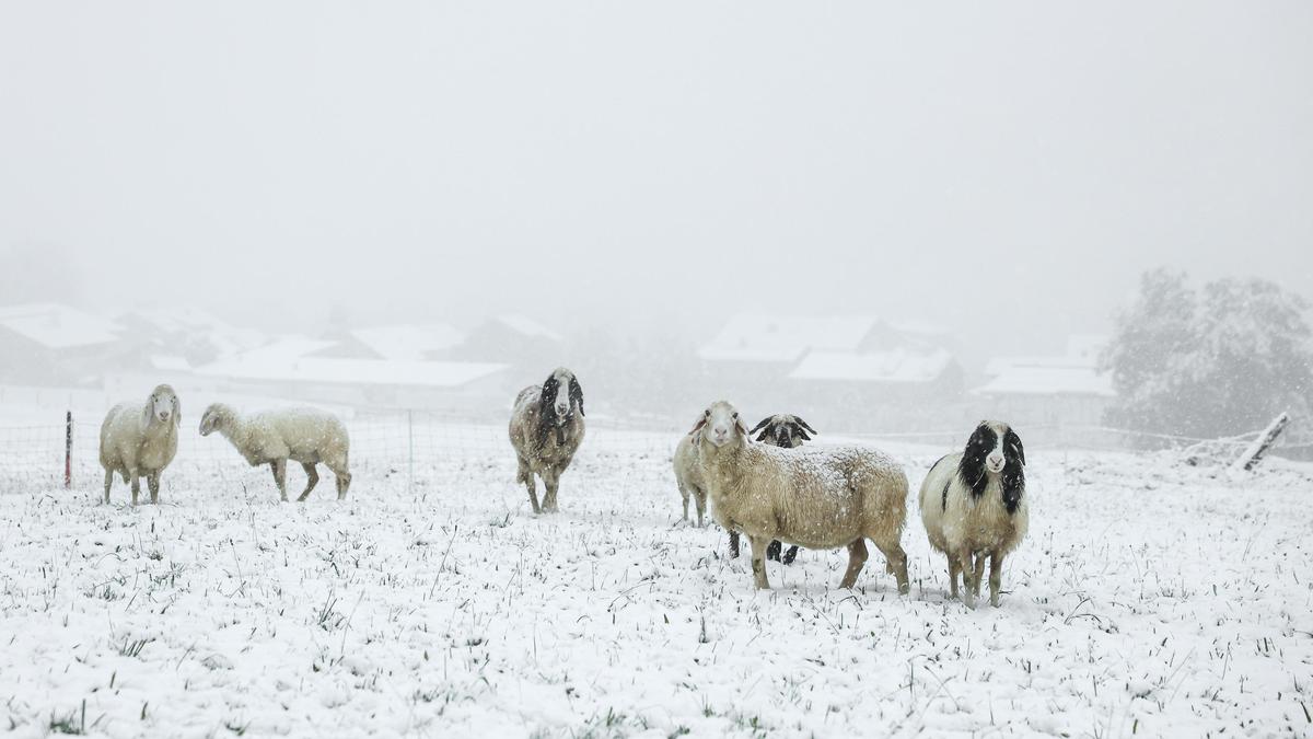 Der plötzliche Wintereinbruch ist auch für viele Tiere eine Herausforderungen