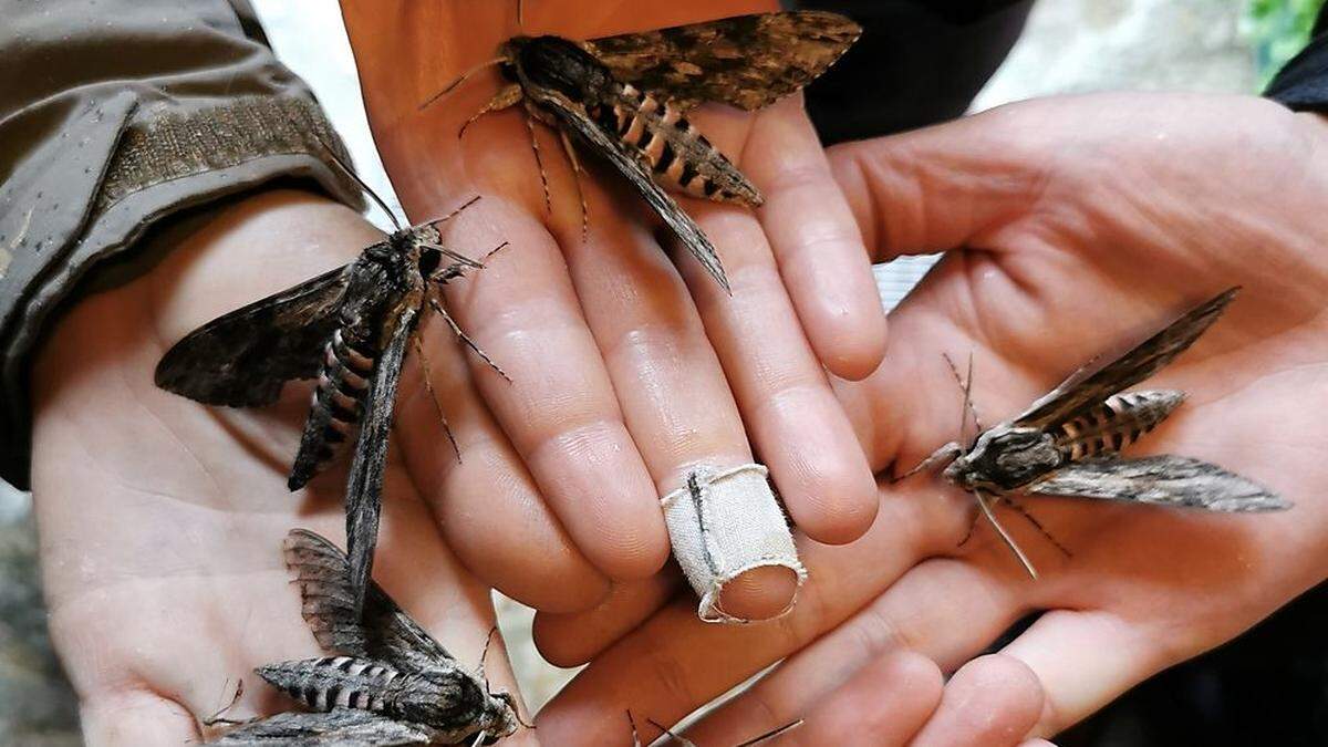 Zahlreiche Windenschwärmer wurden im Bereich der Osnabrückerhütte gesichtet