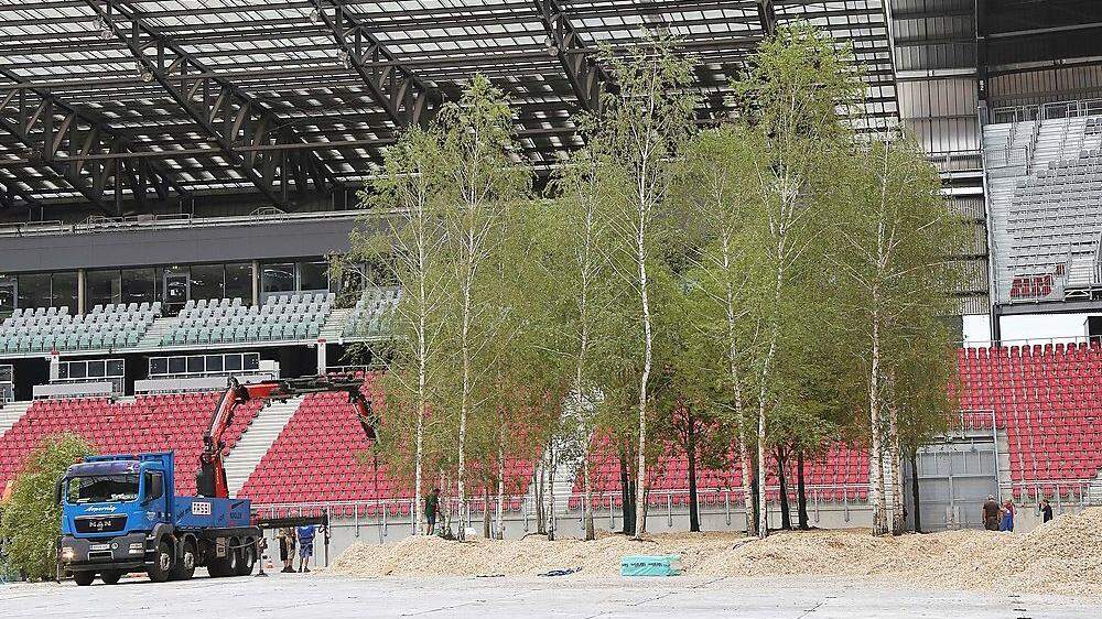 Anfang August wurden die ersten Bäume im Stadion aufgestellt