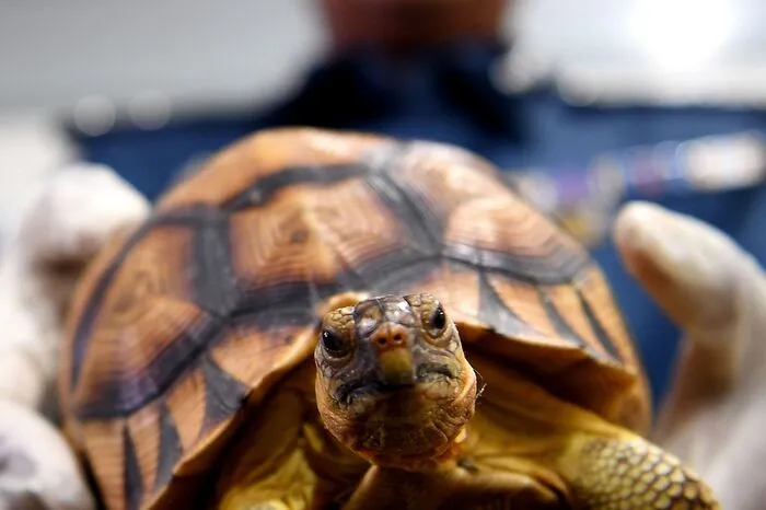 Der Gesamtwert der Tiere wird auf umgerechnet mehr als 250.000 Euro geschätzt. 