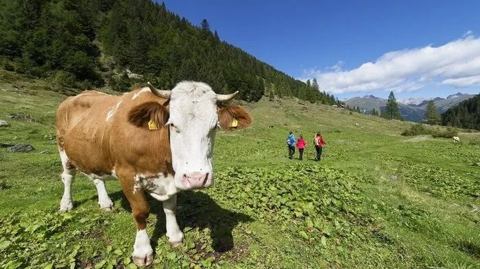 Neuen Natur-Erlebnissen in den Karnischen Alpen widmen sich gleich mehrere Projekte 