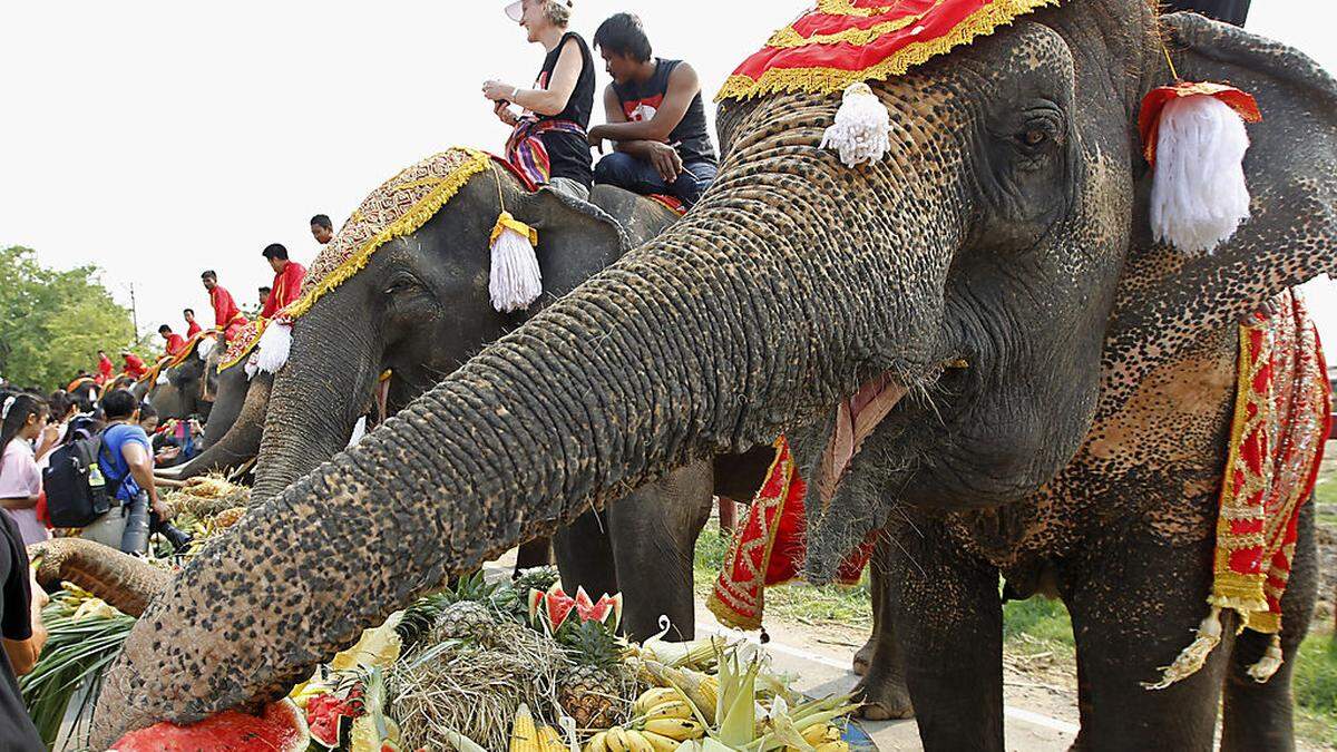 In Thailand gibt es sogar einen jährlichen Tag des Elefanten