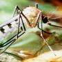 Der Stich der Tigermücke kann durch Übertragung der Erreger Erkrankungen beim Menschen auslösen