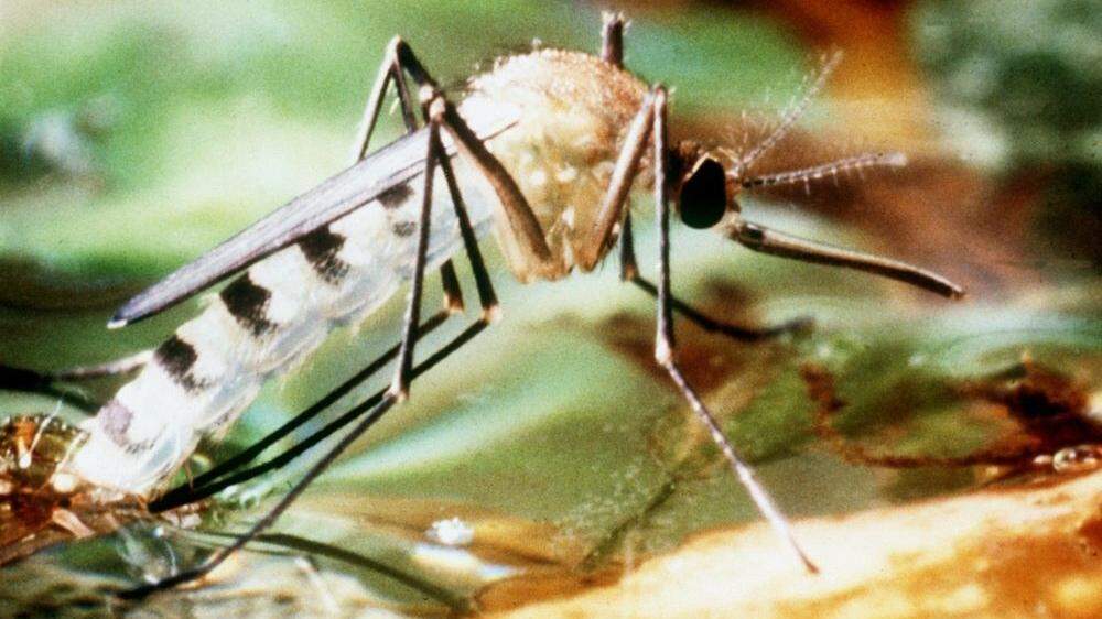 Der Stich der Tigermücke kann durch Übertragung der Erreger Erkrankungen beim Menschen auslösen