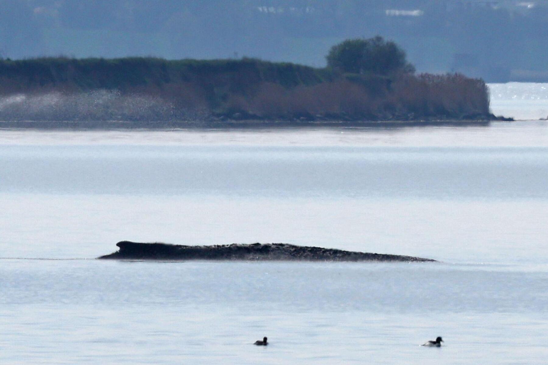 Timmy-Rettung ohne Klaus Leutgeb: „Es geht um den Wal, nicht ums Ego“