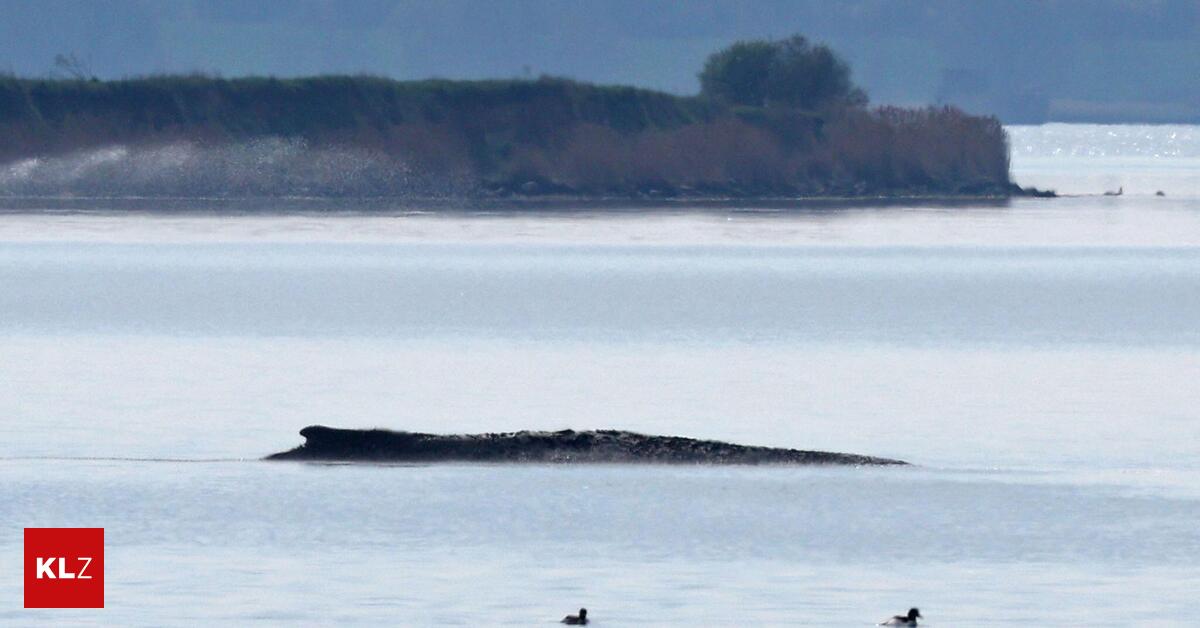 Timmy-Rettung-ohne-Klaus-Leutgeb-Es-geht-um-den-Wal-nicht-ums-Ego-