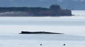 Der gestrandete Buckelwal liegt in einer Bucht der Ostseeinsel Poel