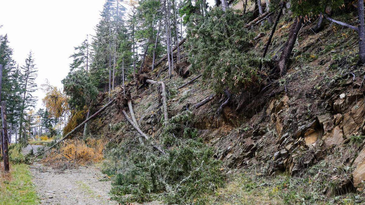 Schutzwaldverjüngung nach Sturm geht über 20 Jahre 