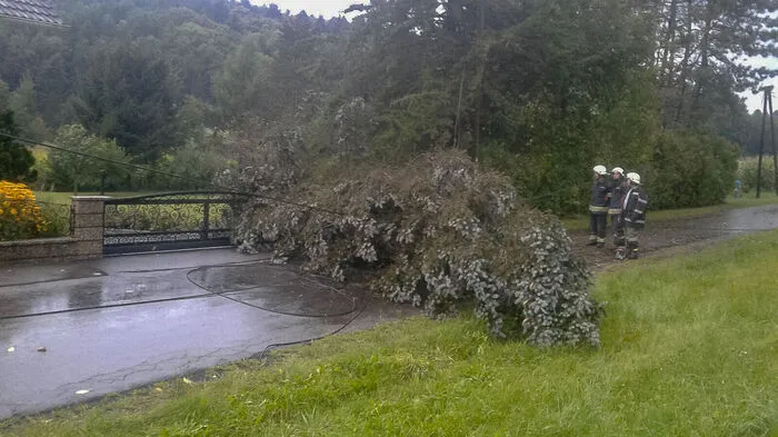 Umgestürzter Baum in St. Stefan im Rosental