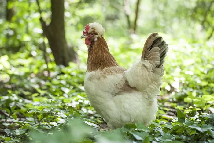Auch die Steiermark ist vertreten: Das Sulmtaler Huhn ist eines der beiden Nutztiere des Jahres.