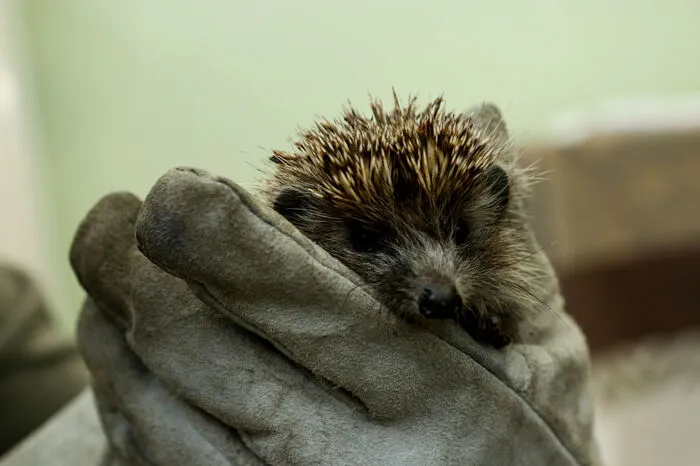 Zahlreiche Igel werden im Tierheim abgegeben.