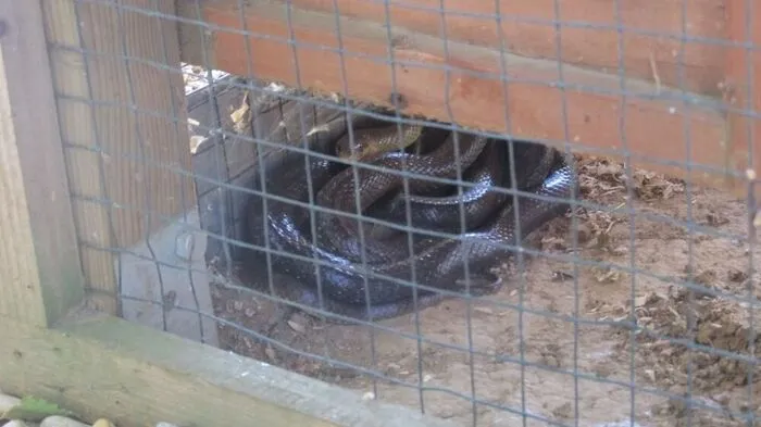 Noch rührte die Äskulapnatter das Meerschweinchen nicht an