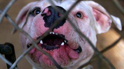 Staffordshire Terrier sind Hunde, die wegen der Historie ihrer Rasse auch als „Kampfhunde“ bezeichnet werden	
