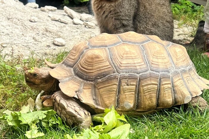Schildkröte Herman und Nachbarkatze Odin genießen im Frühling ihre (langsamen) Spaziergänge im Garten.