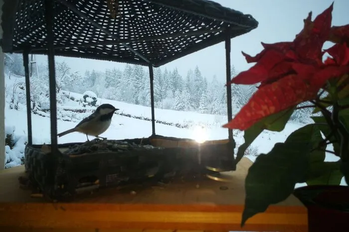 20 Zentimeter Neuschnee in Murau und Umgebung