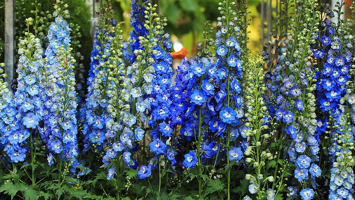 Rittersporn nach der Blüte zurückschneiden und düngen - dann gibt es im Herbst eine zweite Runde