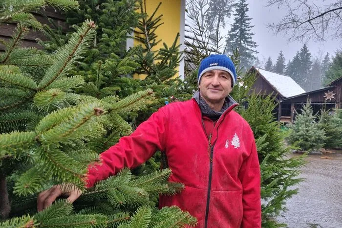 Gottfried Fließer und sein Betrieb sind bereit für den heurigen Christbaumverkauf