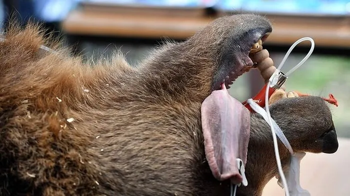 Im deutschen Wildpark Johannismühle musste Braunbär Igor am Zahn operiert werden. Kein einfaches Unterfangen, wiegt das Tier doch rund 250 Kilo. Zahlreiche Freiwillige assistierten bei der OP.