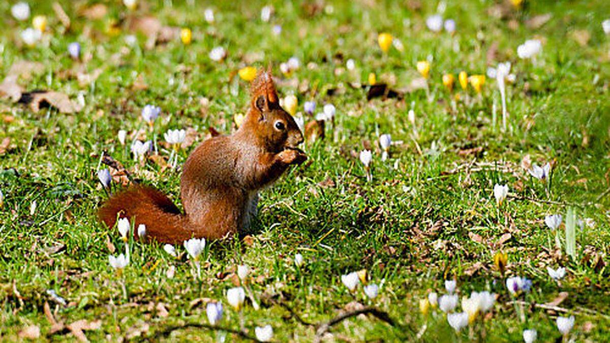 Eichhörnchen in einer Krokoswiese