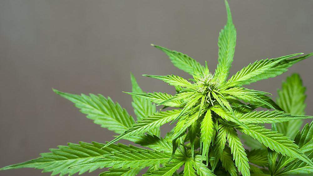 224 Gramm Cannabiskraut wurden gefunden