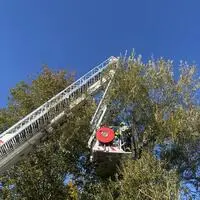 Nicht eine Katze, sondern ein siebenjähriges Mädchen saß im Baum fest