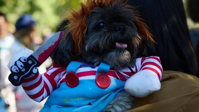 Hunderte Hunde mitsamt ihren Halterinnen und Haltern zogen bei der 34. „Tompkins Square Halloween Dog Parade“ bei strahlendem Sonnenschein durch das East Village in Manhattan.