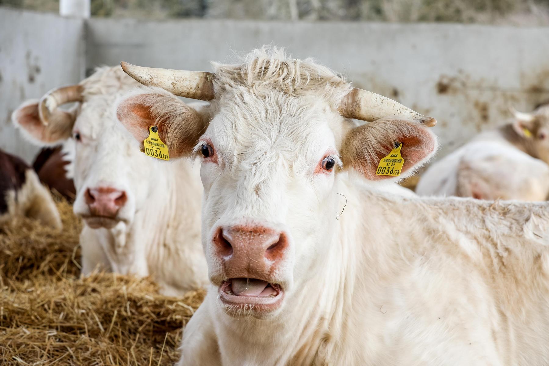 Bekommen Bauern trotz schwerer Tierschutz-Verstöße hohe Förderungen?