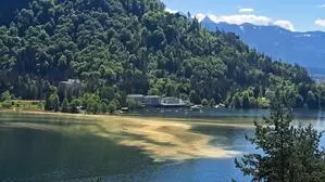 Blütenstaub im See
