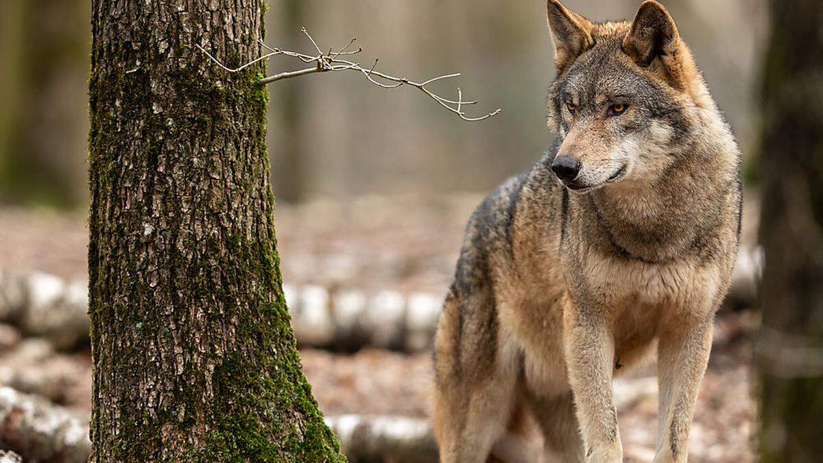 Verordnungen zum Abschuss des Wolfes wurden zuletzt kontrovers diskutiert
