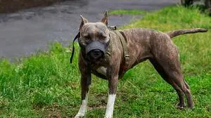 Bissige Hunde müssen in der Öffentlichkeit Maulkorb tragen