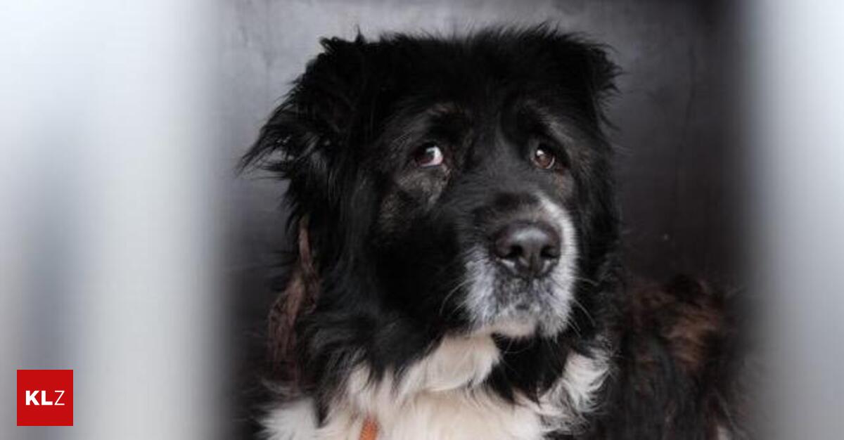 Abgenommene-Hunde-in-Trofaiach-Schicksal-von-Mischlingshunden-Schurli-und-Henriette-noch-nicht-gekl-rt